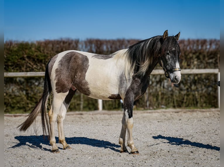 Andalusier Wallach 3 Jahre 146 cm Schecke in Neustadt (Wied)