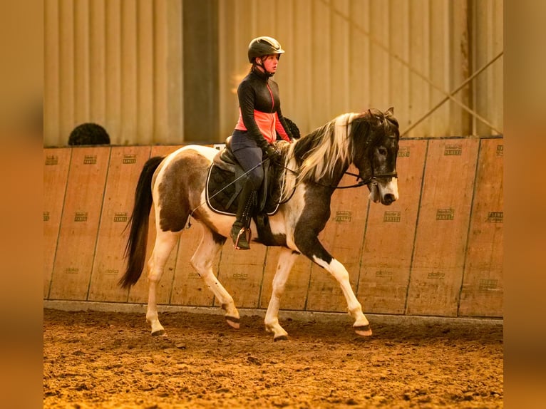 Andalusier Wallach 3 Jahre 146 cm Schecke in Neustadt (Wied)