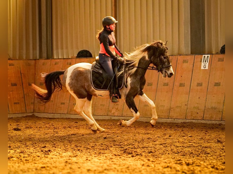 Andalusier Wallach 3 Jahre 146 cm Schecke in Neustadt (Wied)