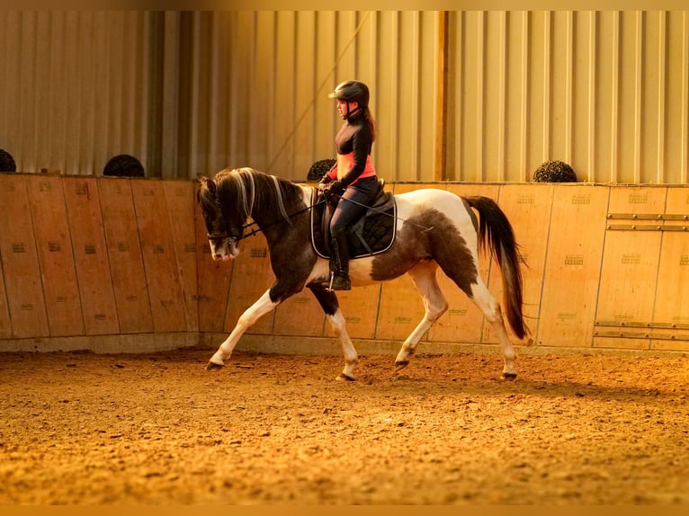 Andalusier Wallach 3 Jahre 146 cm Schecke in Neustadt (Wied)