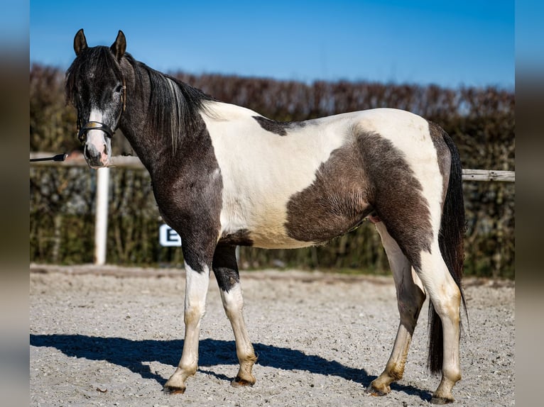 Andalusier Wallach 3 Jahre 146 cm Schecke in Neustadt (Wied)