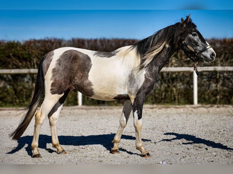 Andalusier Wallach 3 Jahre 146 cm Schecke in Neustadt (Wied)