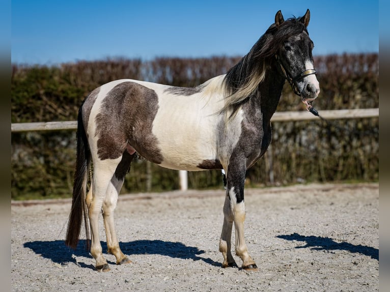 Andalusier Wallach 3 Jahre 146 cm Schecke in Neustadt (Wied)