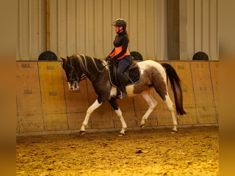 Andalusier Wallach 3 Jahre 146 cm Schecke in Neustadt (Wied)