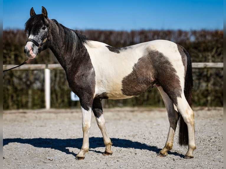 Andalusier Wallach 3 Jahre 146 cm Schecke in Neustadt (Wied)