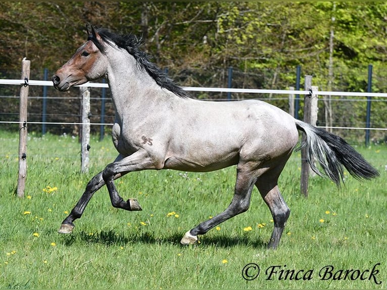 Andalusier Wallach 3 Jahre 148 cm Roan-Bay in Wiebelsheim