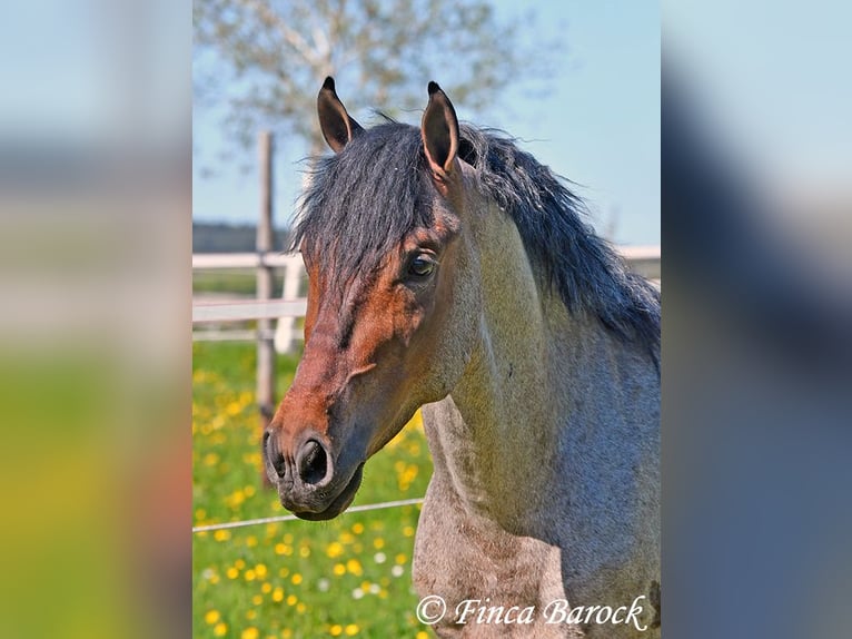 Andalusier Wallach 3 Jahre 148 cm Roan-Bay in Wiebelsheim