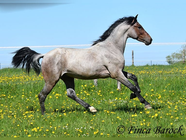 Andalusier Wallach 3 Jahre 148 cm Roan-Bay in Wiebelsheim