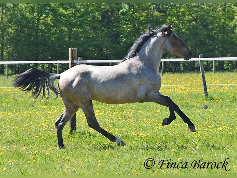 Andalusier Wallach 3 Jahre 148 cm Roan-Bay in Wiebelsheim