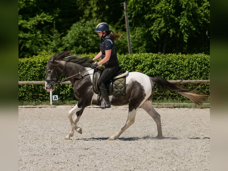 Andalusier Wallach 3 Jahre 148 cm Schecke in Neustadt (Wied)
