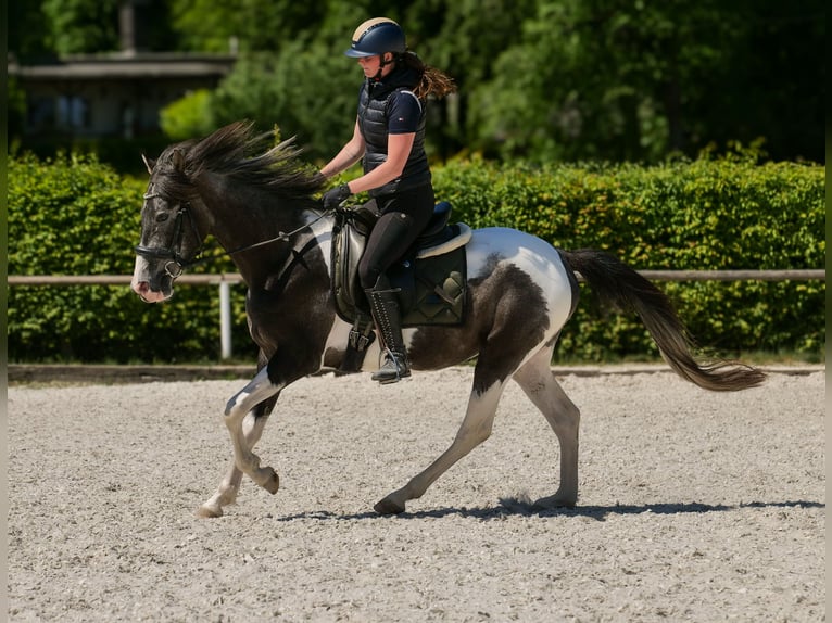 Andalusier Wallach 3 Jahre 148 cm Schecke in Neustadt (Wied)