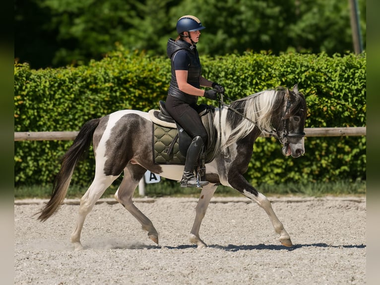 Andalusier Wallach 3 Jahre 148 cm Schecke in Neustadt (Wied)