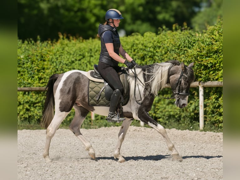 Andalusier Wallach 3 Jahre 148 cm Schecke in Neustadt (Wied)