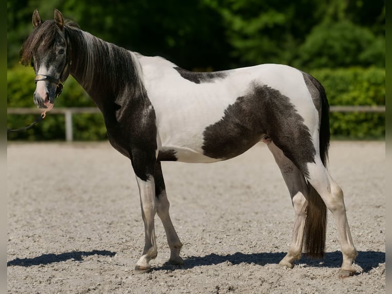 Andalusier Wallach 3 Jahre 148 cm Schecke in Neustadt (Wied)