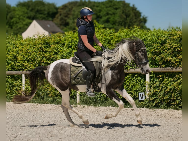 Andalusier Wallach 3 Jahre 148 cm Schecke in Neustadt (Wied)