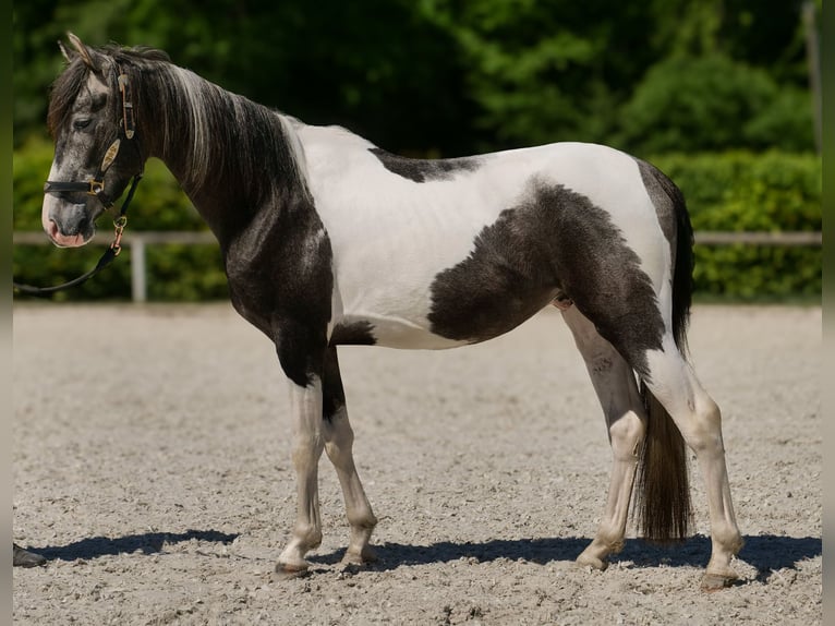 Andalusier Wallach 3 Jahre 148 cm Schecke in Neustadt (Wied)