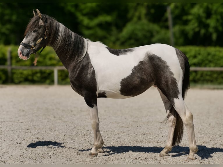 Andalusier Wallach 3 Jahre 148 cm Schecke in Neustadt (Wied)