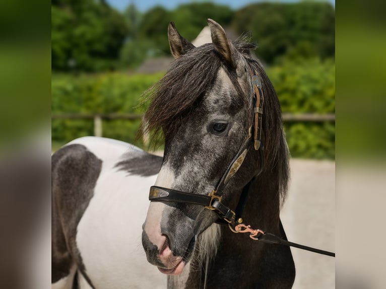 Andalusier Wallach 3 Jahre 148 cm Schecke in Neustadt (Wied)