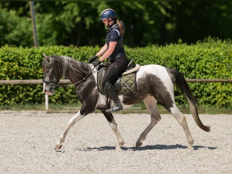 Andalusier Wallach 3 Jahre 148 cm Schecke in Neustadt (Wied)