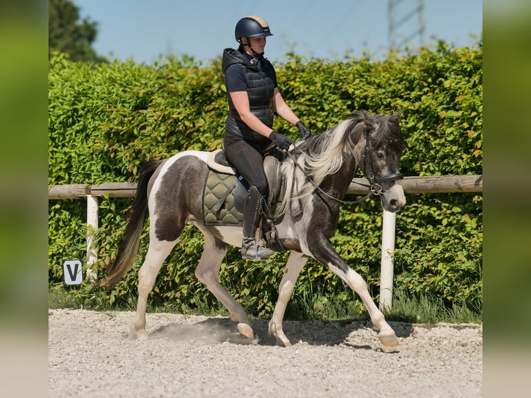 Andalusier Wallach 3 Jahre 148 cm Schecke in Neustadt (Wied)
