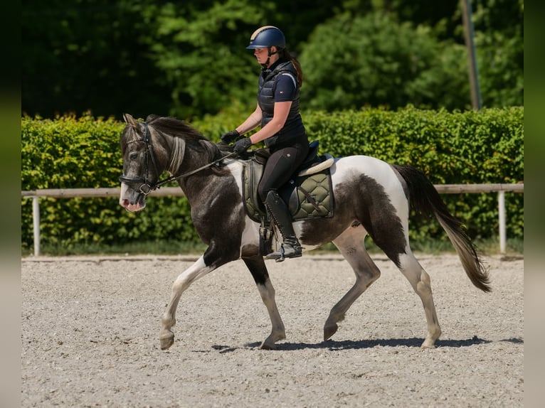 Andalusier Wallach 3 Jahre 148 cm Schecke in Neustadt (Wied)