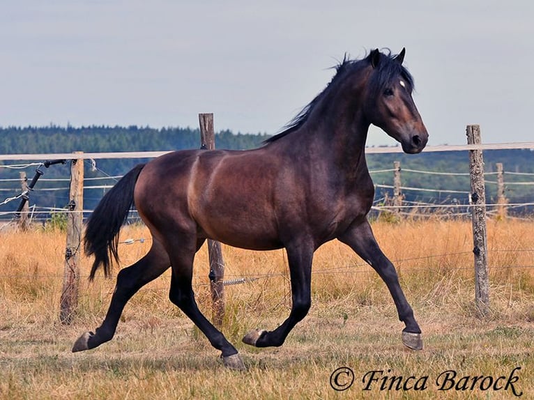 Andalusier Wallach 3 Jahre 148 cm Schwarzbrauner in Wiebelsheim