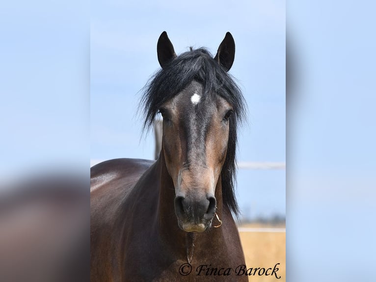 Andalusier Wallach 3 Jahre 148 cm Schwarzbrauner in Wiebelsheim