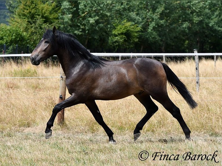 Andalusier Wallach 3 Jahre 148 cm Schwarzbrauner in Wiebelsheim