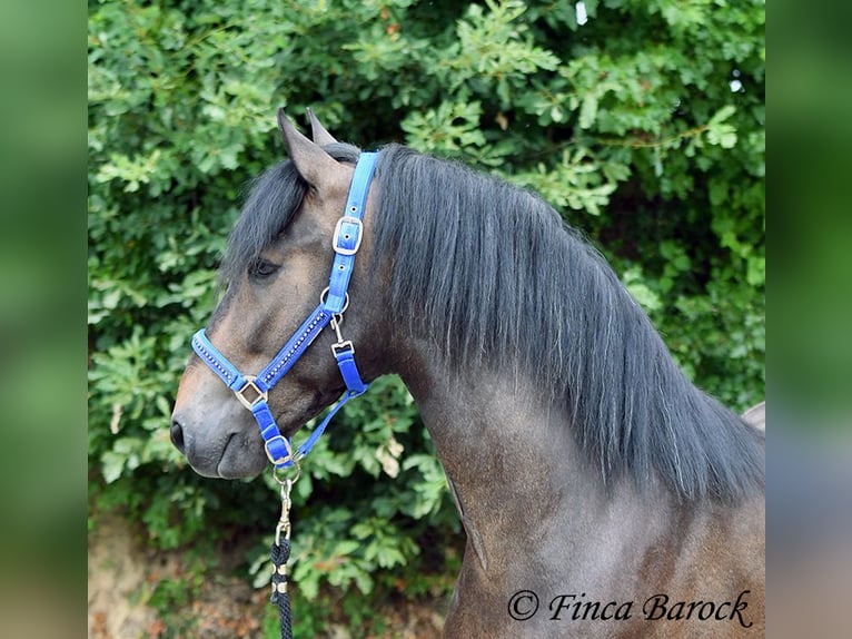 Andalusier Wallach 3 Jahre 148 cm Schwarzbrauner in Wiebelsheim