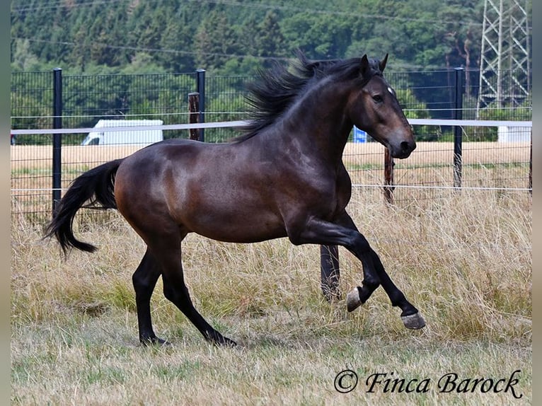 Andalusier Wallach 3 Jahre 148 cm Schwarzbrauner in Wiebelsheim
