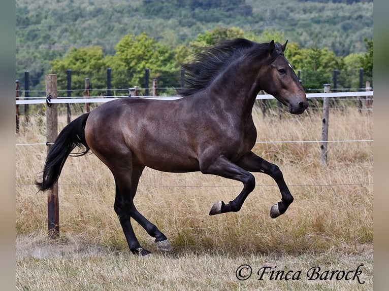 Andalusier Wallach 3 Jahre 148 cm Schwarzbrauner in Wiebelsheim