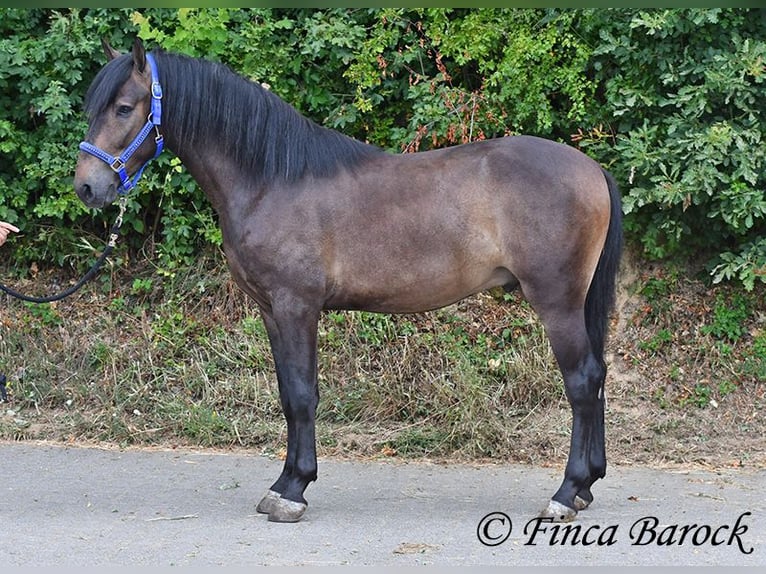 Andalusier Wallach 3 Jahre 148 cm Schwarzbrauner in Wiebelsheim