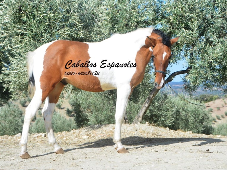 Andalusier Wallach 3 Jahre 150 cm Schecke in Vejer de la Frontera