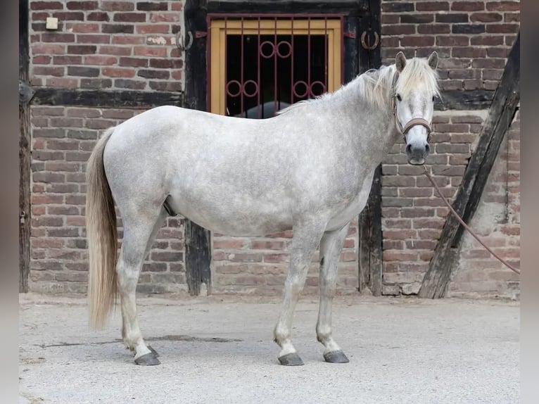 Andalusier Wallach 3 Jahre 150 cm Schimmel in Ratingen