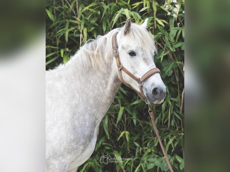 Andalusier Wallach 3 Jahre 150 cm Schimmel in Ratingen