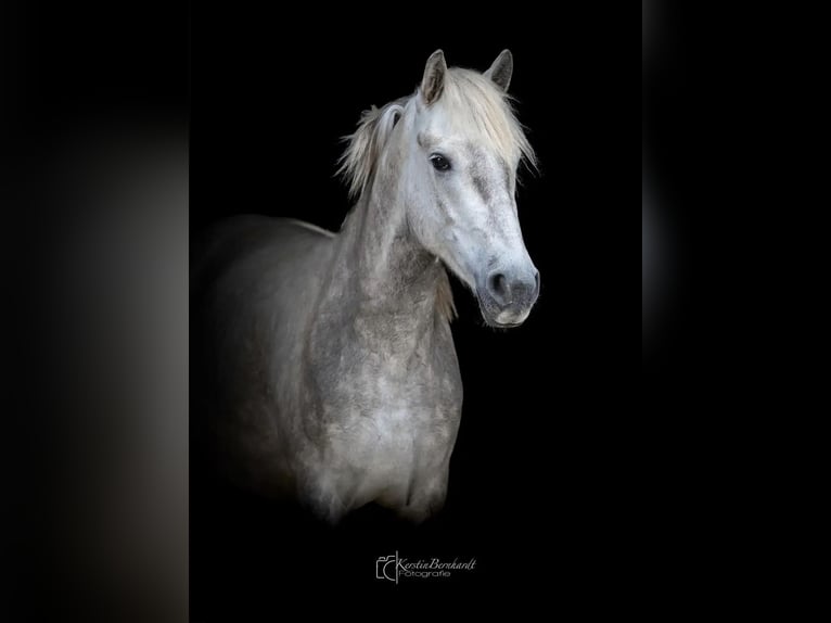 Andalusier Wallach 3 Jahre 150 cm Schimmel in Ratingen