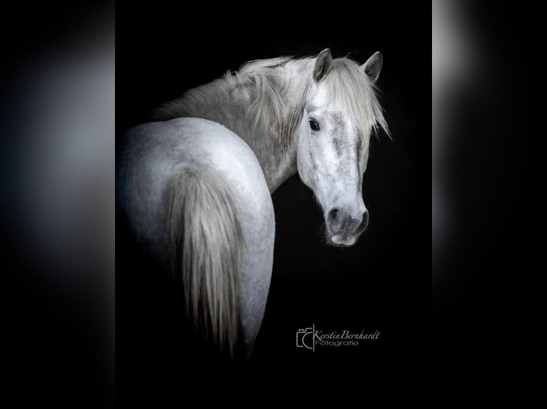 Andalusier Wallach 3 Jahre 150 cm Schimmel in Ratingen