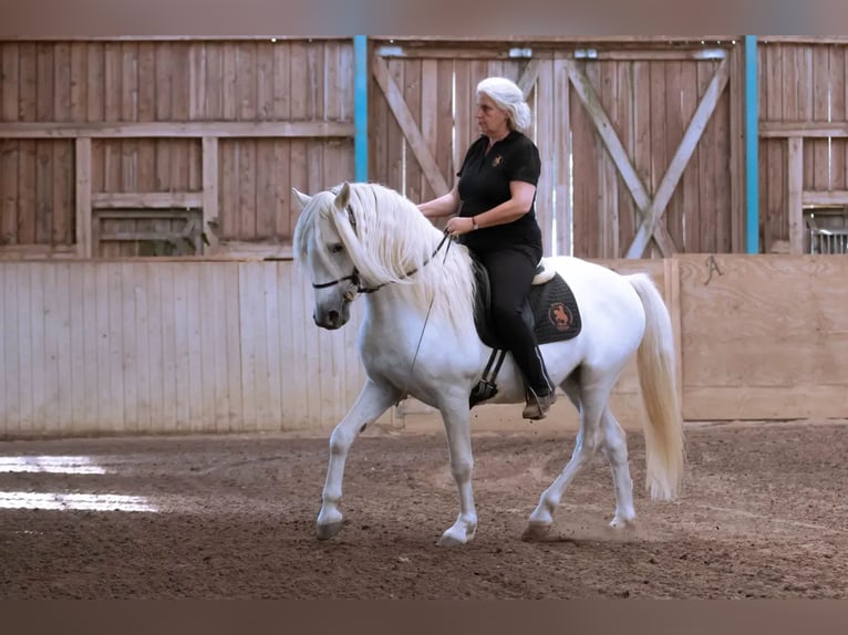 Andalusier Wallach 3 Jahre 150 cm Schimmel in Ratingen
