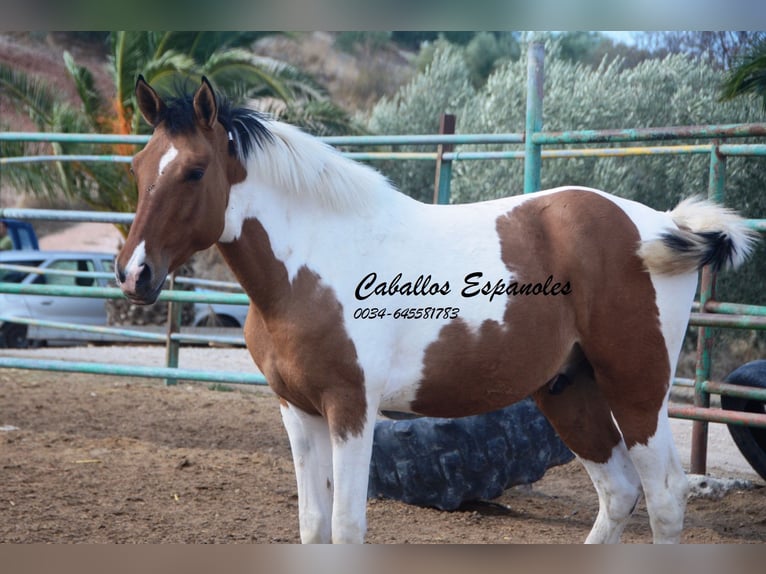 Andalusier Wallach 3 Jahre 151 cm Schecke in Vejer de la Frontera