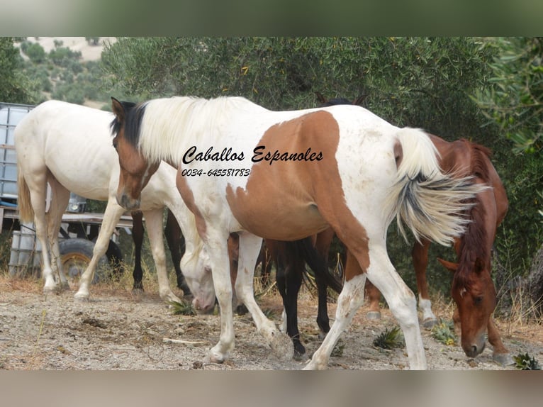 Andalusier Wallach 3 Jahre 151 cm Schecke in Vejer de la Frontera