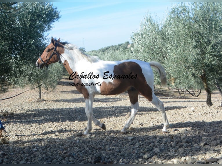 Andalusier Wallach 3 Jahre 151 cm Schecke in Vejer de la Frontera