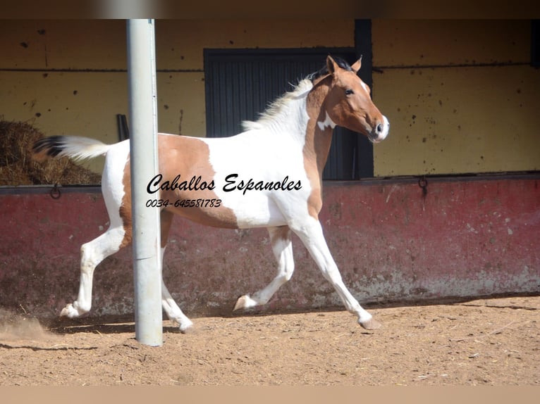 Andalusier Wallach 3 Jahre 151 cm Schecke in Vejer de la Frontera