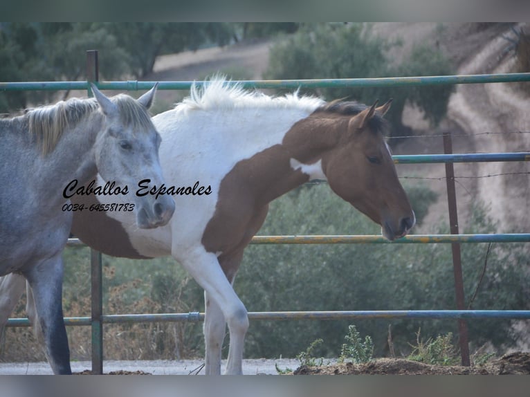 Andalusier Wallach 3 Jahre 151 cm Schecke in Vejer de la Frontera