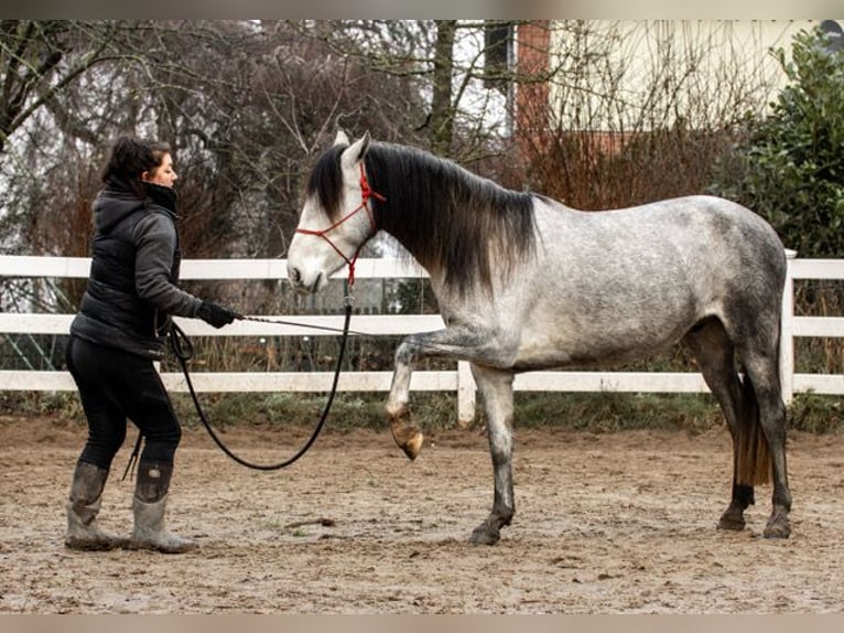 Andalusier Wallach 3 Jahre 151 cm in Rohlfshagen