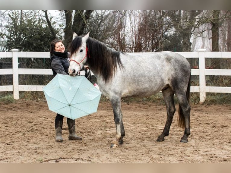 Andalusier Wallach 3 Jahre 151 cm in Rohlfshagen