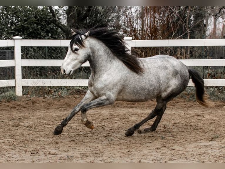 Andalusier Wallach 3 Jahre 151 cm in Rohlfshagen