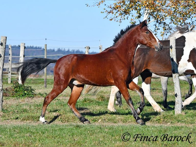 Andalusier Wallach 3 Jahre 152 cm Brauner in Wiebelsheim