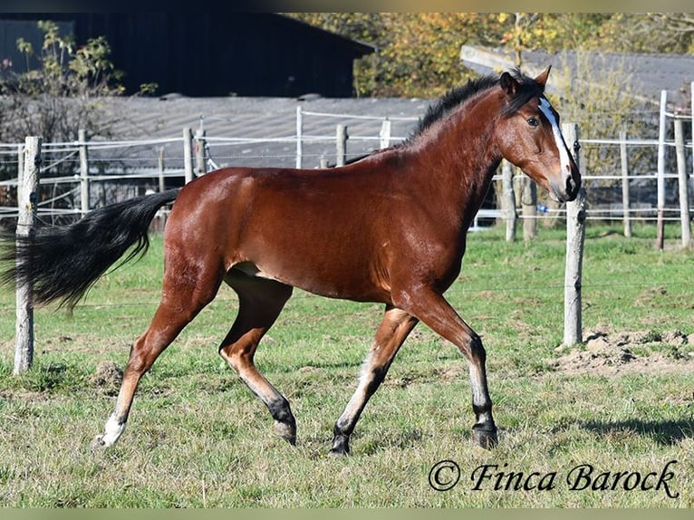 Andalusier Wallach 3 Jahre 152 cm Brauner in Wiebelsheim