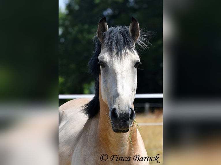 Andalusier Wallach 3 Jahre 152 cm Buckskin in Wiebelsheim