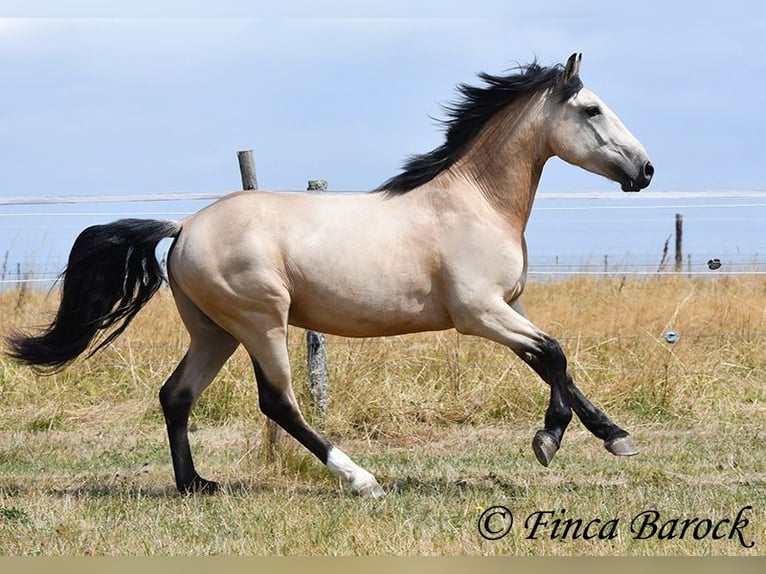 Andalusier Wallach 3 Jahre 152 cm Buckskin in Wiebelsheim